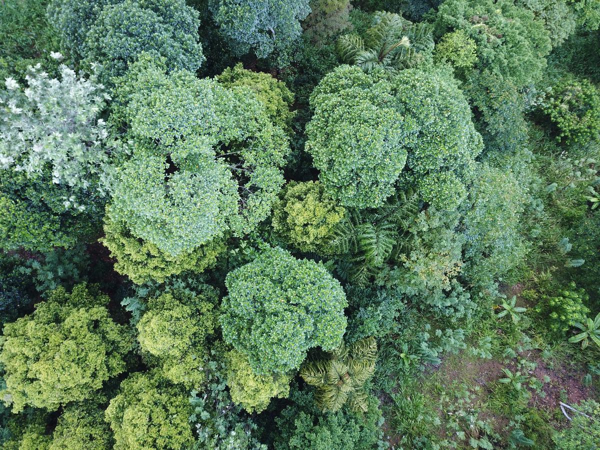 Отель Tea Heights Канди Экстерьер фото